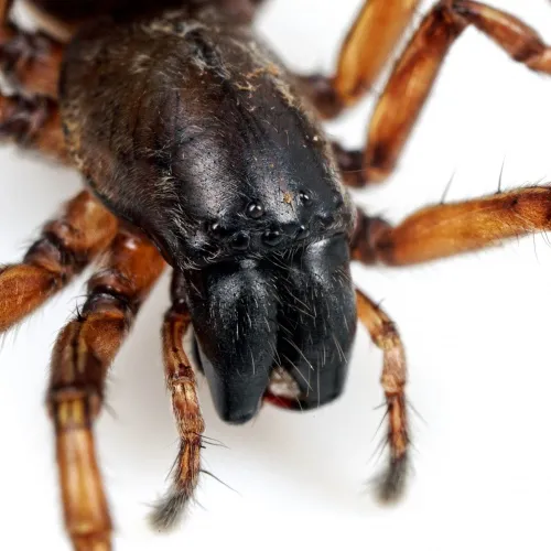 Clubiona pallidula