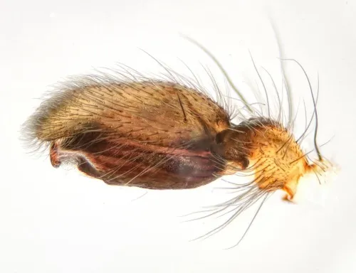 Clubiona pallidula - photo 3