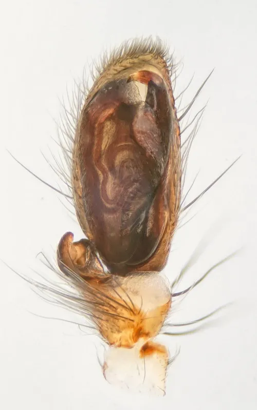 Clubiona pallidula - photo 4