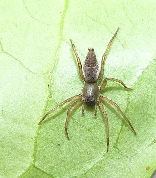 Clubiona pallidula - photo 6
