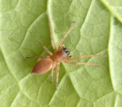 Clubiona phragmitis