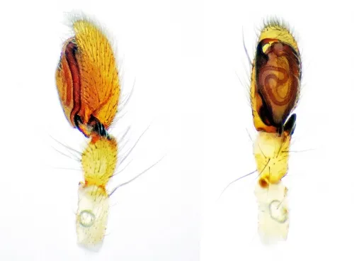 Clubiona phragmitis - photo 3