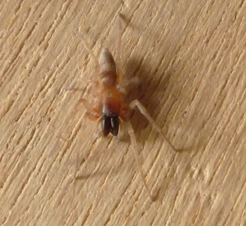 Clubiona phragmitis - photo 4