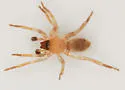 Clubiona pikei