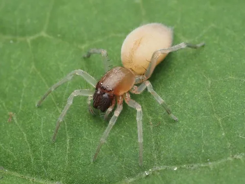 Clubiona pygmaea