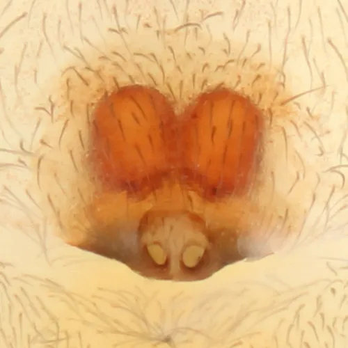 Clubiona pygmaea - photo 4