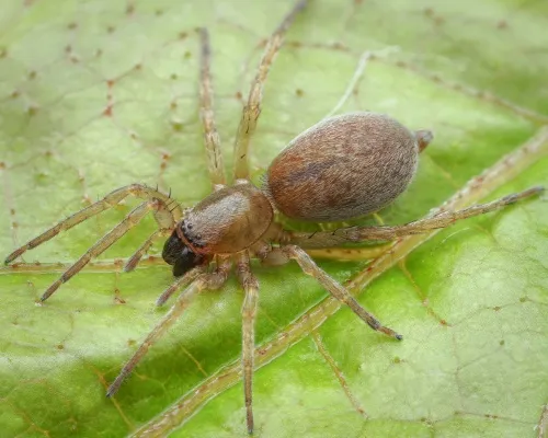 Clubiona reclusa