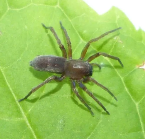 Clubiona reclusa - photo 2