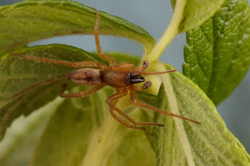 Riparian Sac Spider - photo 3