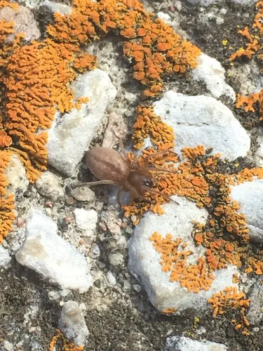 Riparian Sac Spider - photo 4