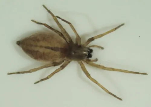 Riparian Sac Spider - photo 5