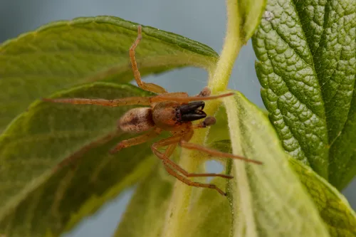 Riparian Sac Spider - photo 6