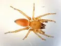 Clubiona saltitans
