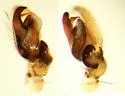Clubiona spiralis