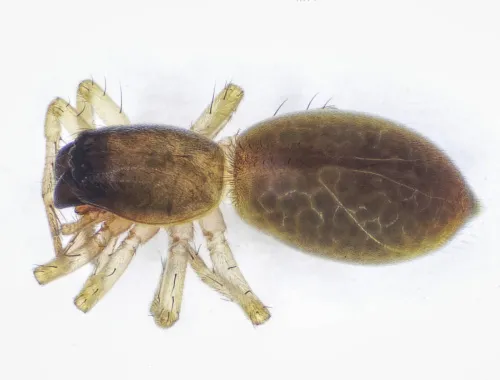 Clubiona subtilis