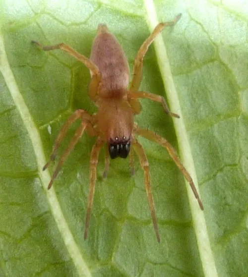 Clubiona terrestris