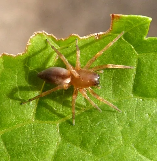 Clubiona terrestris - photo 5