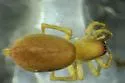 Clubiona trivialis