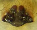 Clubiona trivialis - photo 2
