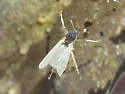 Clunio californiensis