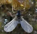 Clunio californiensis - photo 2