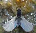 Clunio californiensis - photo 3