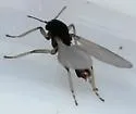 Clunio californiensis - photo 4