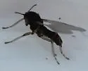Clunio californiensis - photo 5