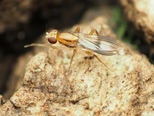 Clusia czernyi