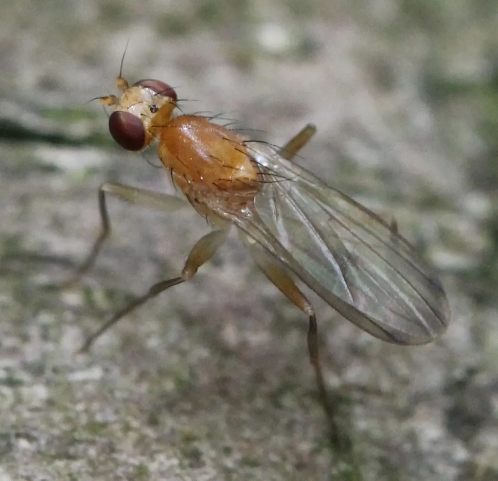 Clusia flava - photo 2