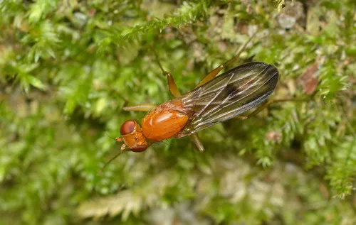 Clusia occidentalis - photo 2