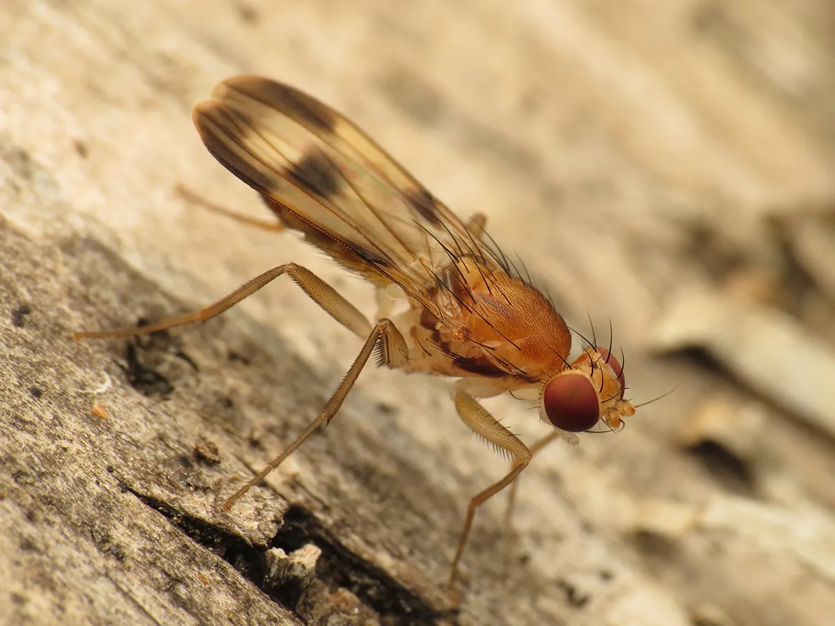 Clusia tigrina - photo 2