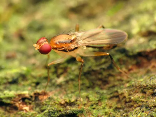 Druid Flies - photo 2