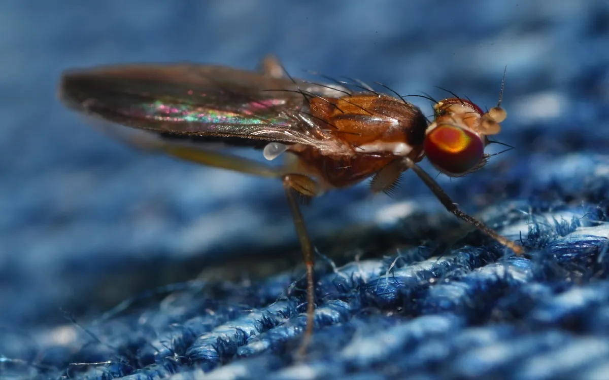 Clusiodes albimanus - photo 3