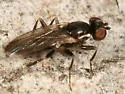 Clusiodes ater