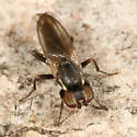 Clusiodes ater - photo 2
