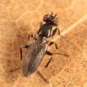 Clusiodes ater - photo 3