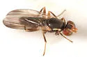 Clusiodes ater - photo 4