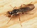 Clusiodes ater - photo 5