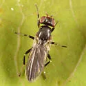 Clusiodes caestus - photo 2