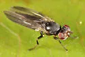 Clusiodes caestus - photo 3