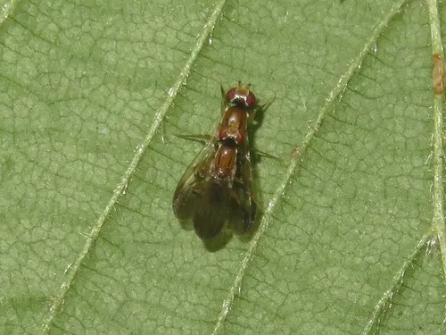 Clusiodes gentilis