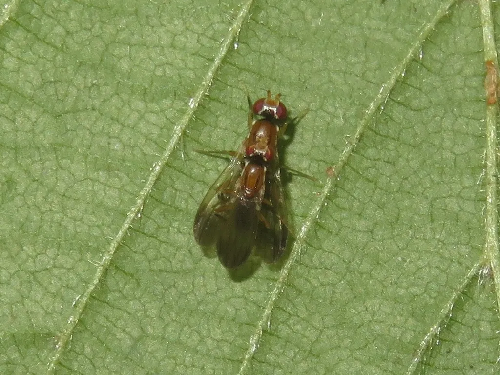 Clusiodes gentilis - photo 2