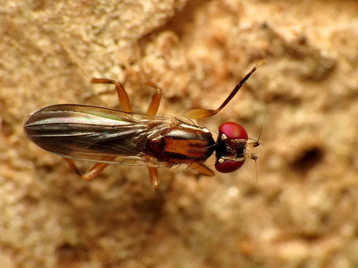 Clusiodes johnsoni - photo 2