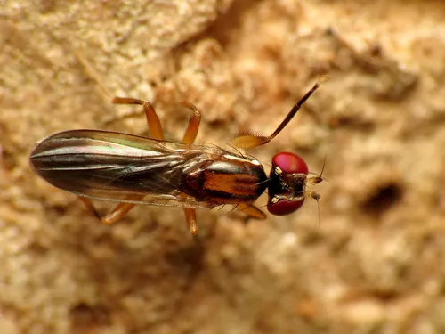 Clusiodes johnsoni - photo 3