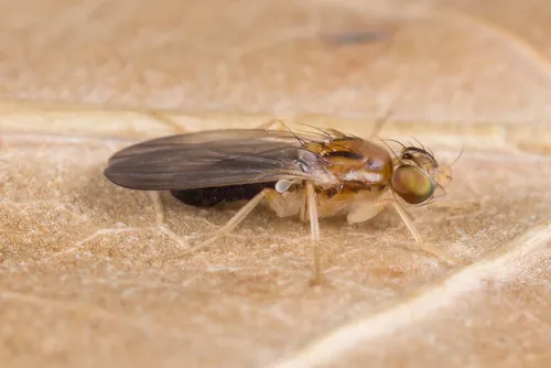 Clusiodes ruficollis