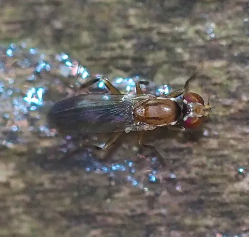 Clusiodes verticalis