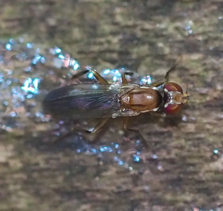 Clusiodes verticalis - photo 2