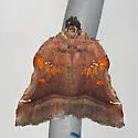 Trumpet Vine Moth - Hodges#5563