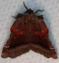 Trumpet Vine Moth - Hodges#5563 - photo 2
